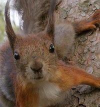 squirrel face.jpg